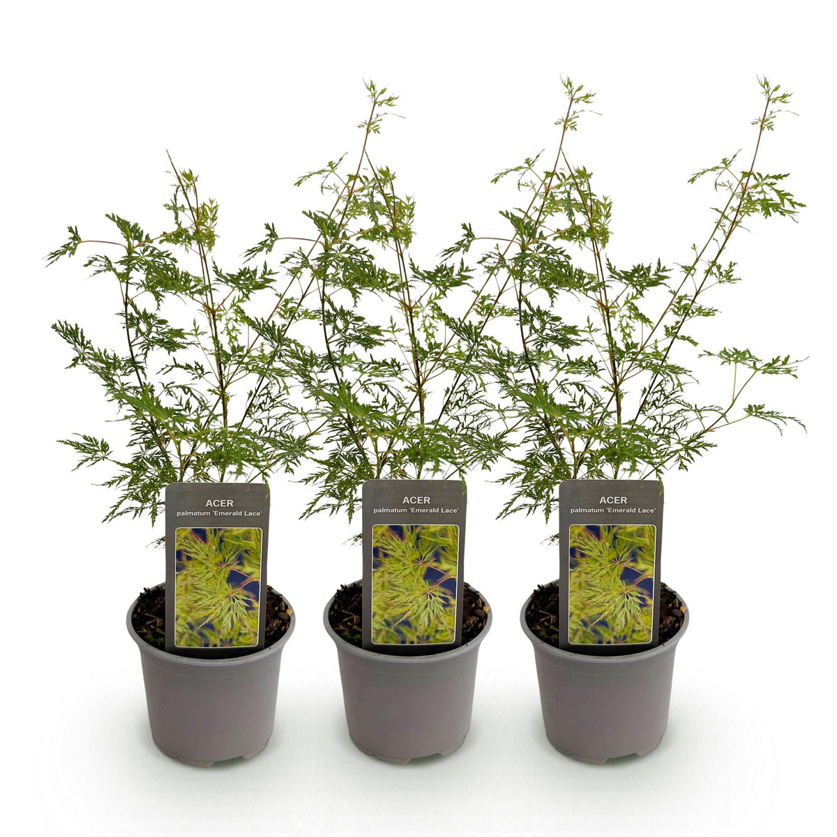 Tuinplant - Acer palmatum Emerald Lace - 3 Planten - Weinig Onderhoud - Forestbloom