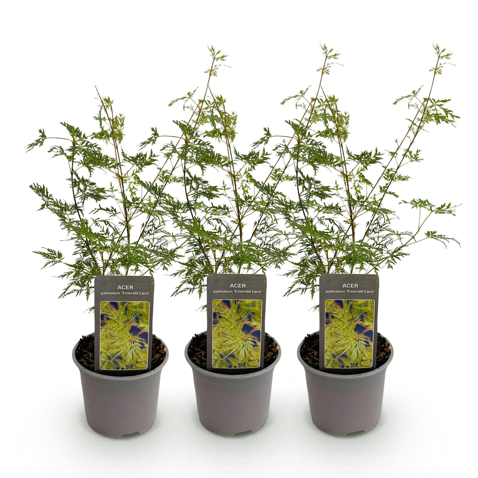 Tuinplant - Acer palmatum Emerald Lace - 3 Planten - Weinig Onderhoud - Forestbloom