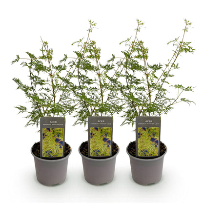 Tuinplant - Acer palmatum Emerald Lace - 3 Planten - Weinig Onderhoud - Forestbloom