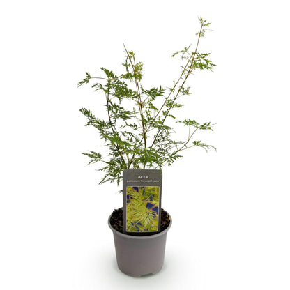 Tuinplant - Acer palmatum Emerald Lace - Weinig Onderhoud - Forestbloom