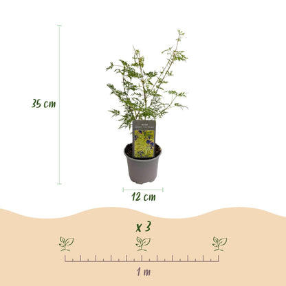 Tuinplant - Acer palmatum Emerald Lace - Weinig Onderhoud - Forestbloom