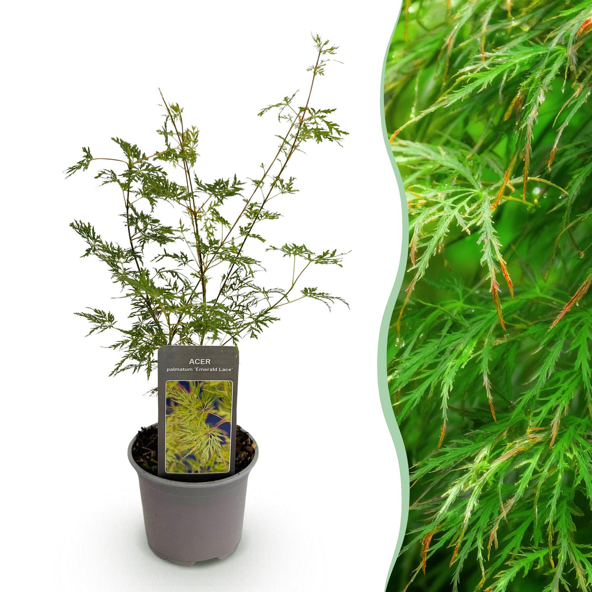 Tuinplant - Acer palmatum Emerald Lace - Weinig Onderhoud - Forestbloom