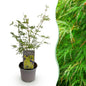 Tuinplant - Acer palmatum Emerald Lace - Weinig Onderhoud - Forestbloom