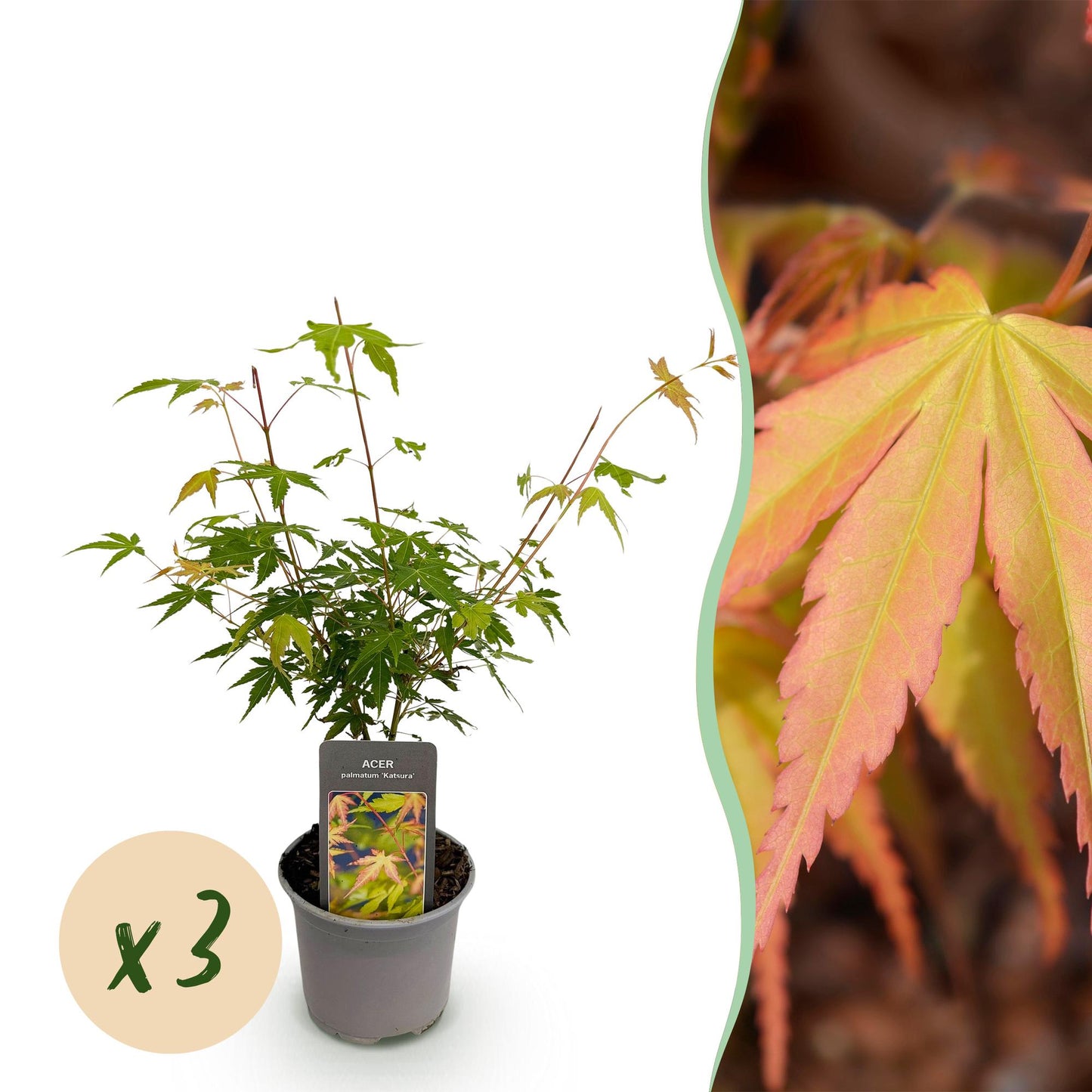 Tuinplant - Acer palmatum Katsura - 3 Planten - Weinig Onderhoud - Forestbloom