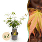 Tuinplant - Acer palmatum Katsura - 3 Planten - Weinig Onderhoud - Forestbloom
