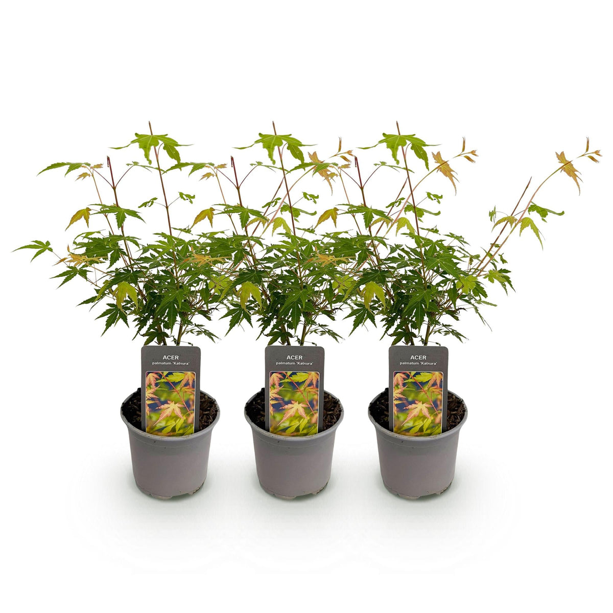 Tuinplant - Acer palmatum Katsura - 3 Planten - Weinig Onderhoud - Forestbloom