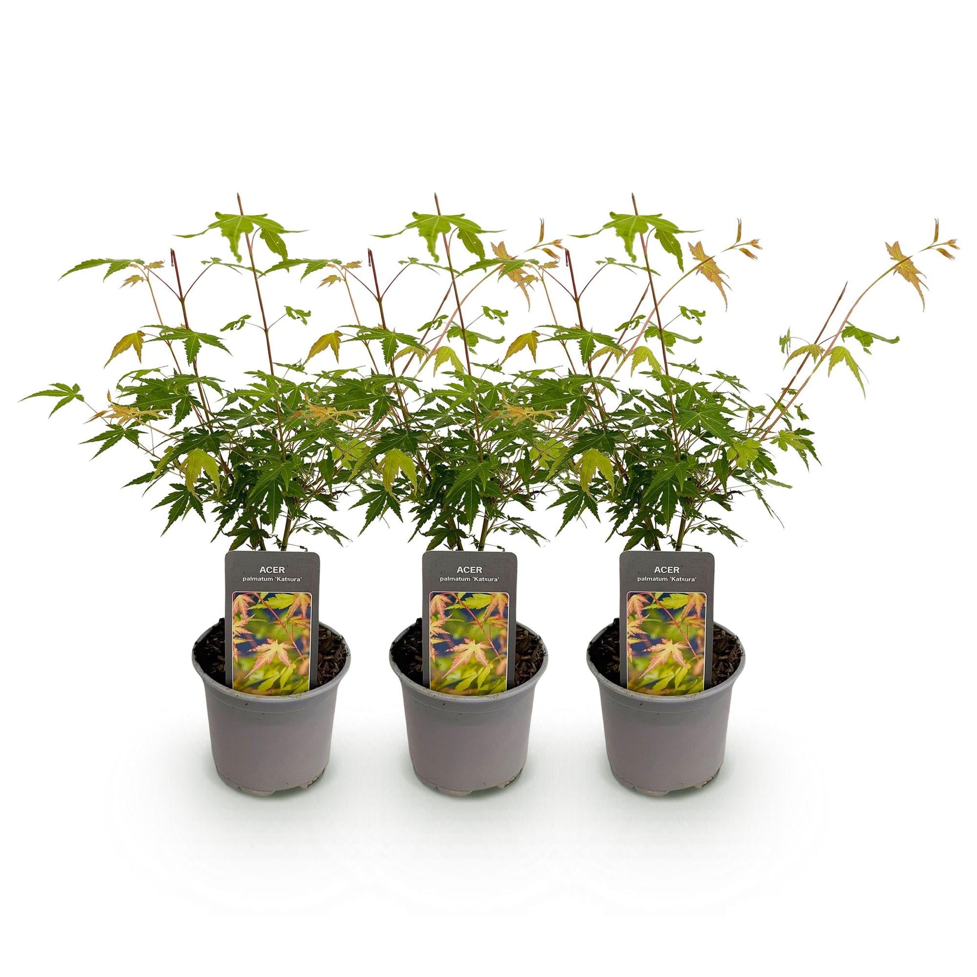 Tuinplant - Acer palmatum Katsura - 3 Planten - Weinig Onderhoud - Forestbloom