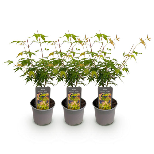 Tuinplant - Acer palmatum Katsura - 3 Planten - Weinig Onderhoud - Forestbloom