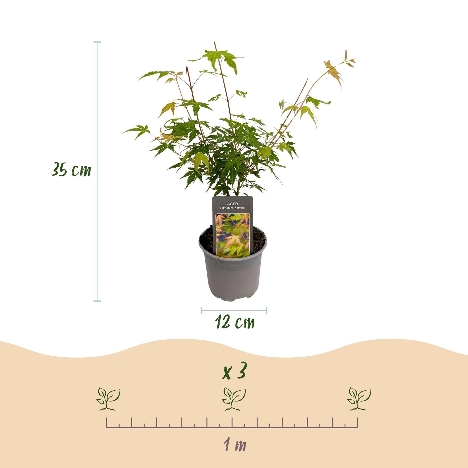 Tuinplant - Acer palmatum Katsura - 3 Planten - Weinig Onderhoud - Forestbloom