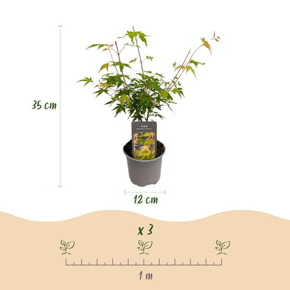 Tuinplant - Acer palmatum Katsura - Weinig Onderhoud - Forestbloom
