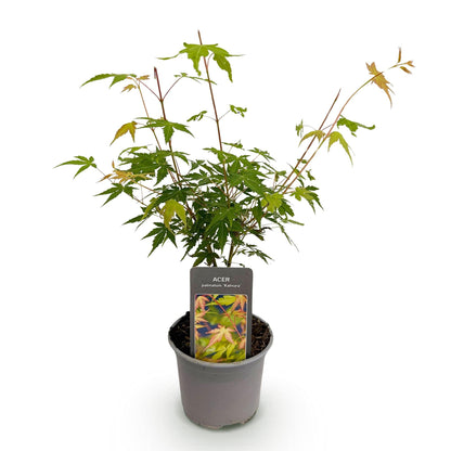 Tuinplant - Acer palmatum Katsura - Weinig Onderhoud - Forestbloom