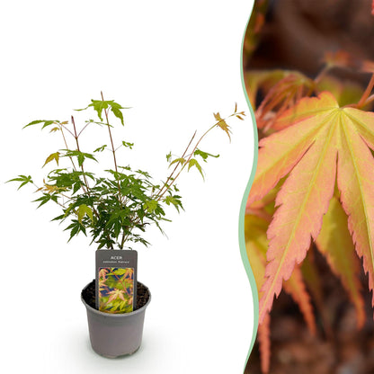 Tuinplant - Acer palmatum Katsura - Weinig Onderhoud - Forestbloom