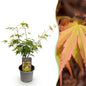Tuinplant - Acer palmatum Katsura - Weinig Onderhoud - Forestbloom