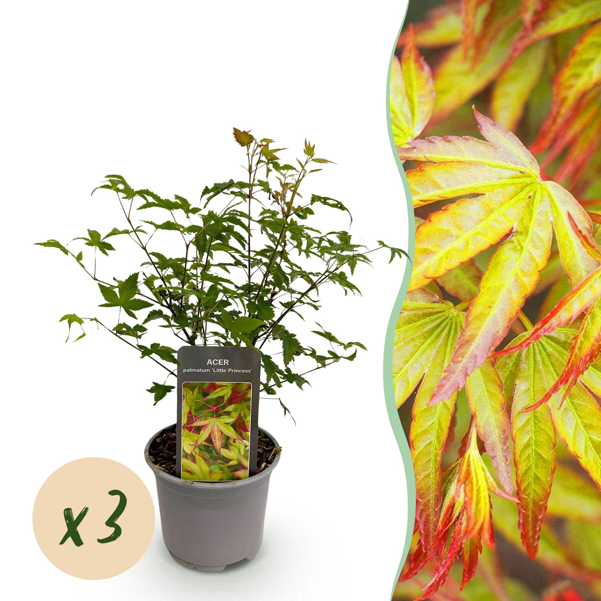 Tuinplant - Acer palmatum Little Princess - 3 Planten - Weinig Onderhoud - Forestbloom