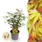 Tuinplant - Acer palmatum Little Princess - 3 Planten - Weinig Onderhoud - Forestbloom