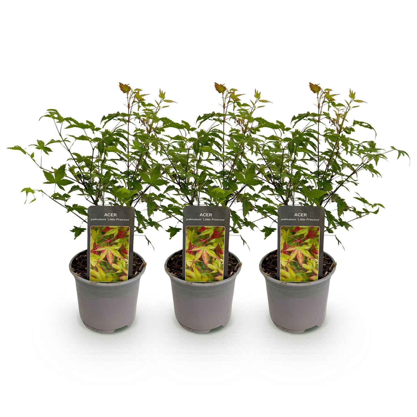 Tuinplant - Acer palmatum Little Princess - 3 Planten - Weinig Onderhoud - Forestbloom