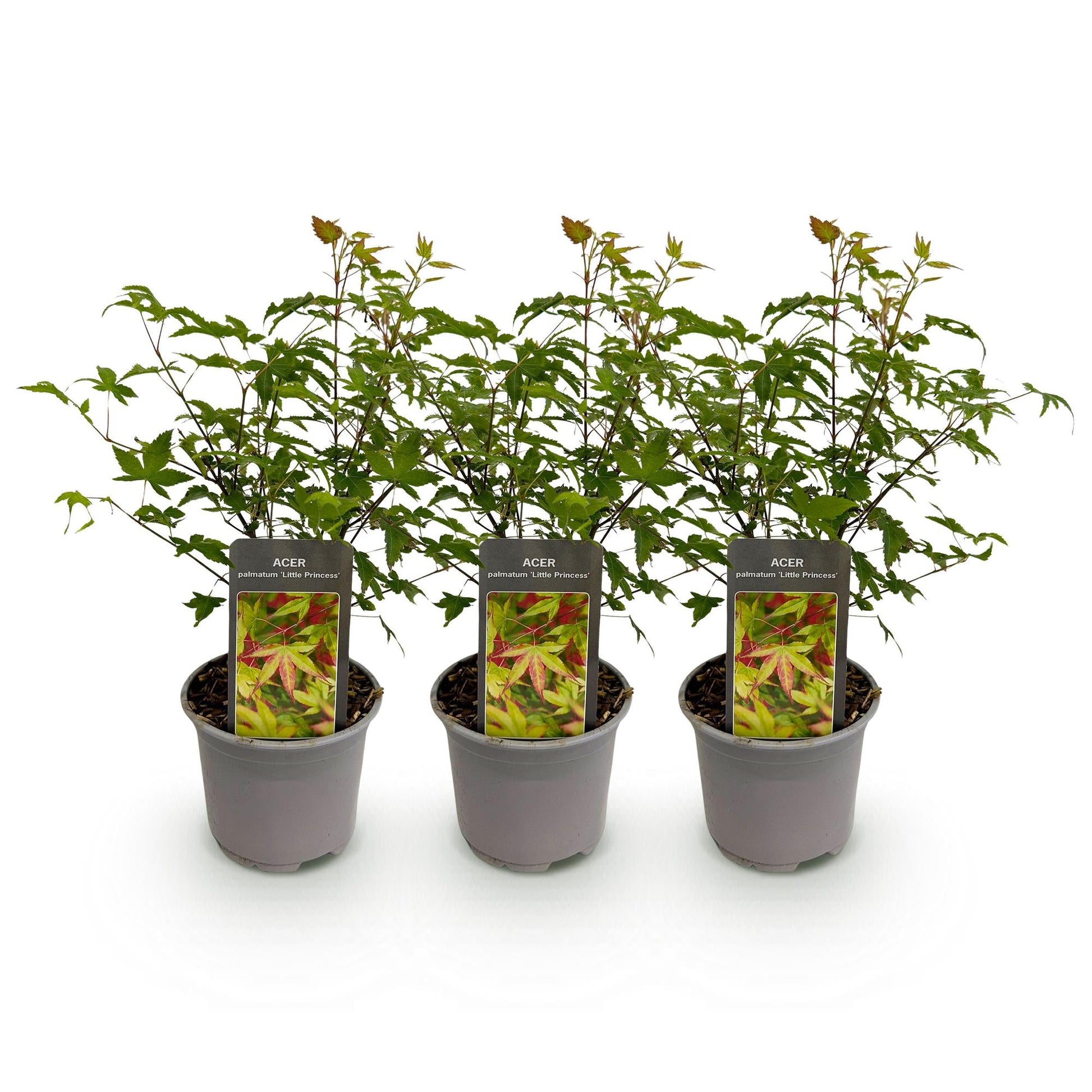 Tuinplant - Acer palmatum Little Princess - 3 Planten - Weinig Onderhoud - Forestbloom