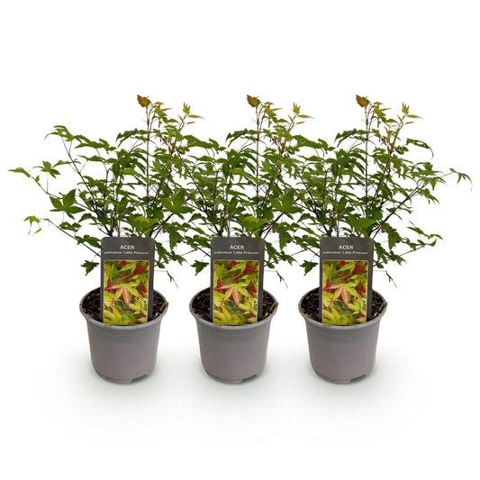 Tuinplant - Acer palmatum Little Princess - 3 Planten - Weinig Onderhoud - Forestbloom