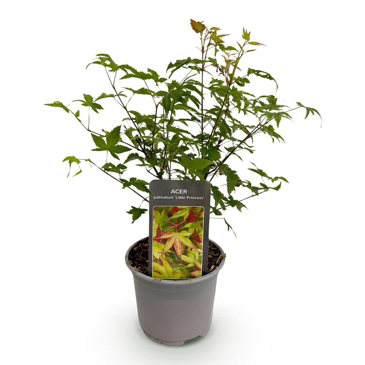 Tuinplant - Acer palmatum Little Princess - Weinig Onderhoud - Forestbloom