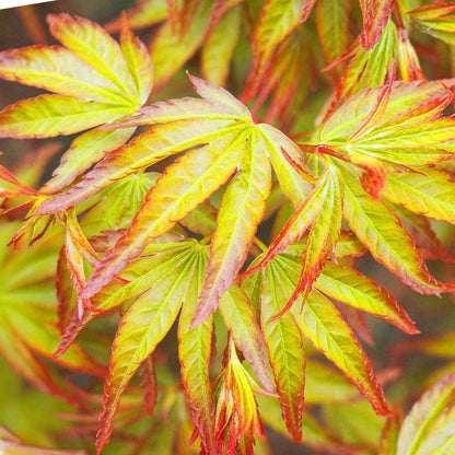 Tuinplant - Acer palmatum Little Princess - Weinig Onderhoud - Forestbloom
