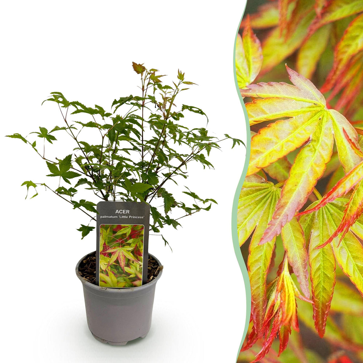 Tuinplant - Acer palmatum Little Princess - Weinig Onderhoud - Forestbloom
