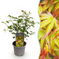 Tuinplant - Acer palmatum Little Princess - Weinig Onderhoud - Forestbloom