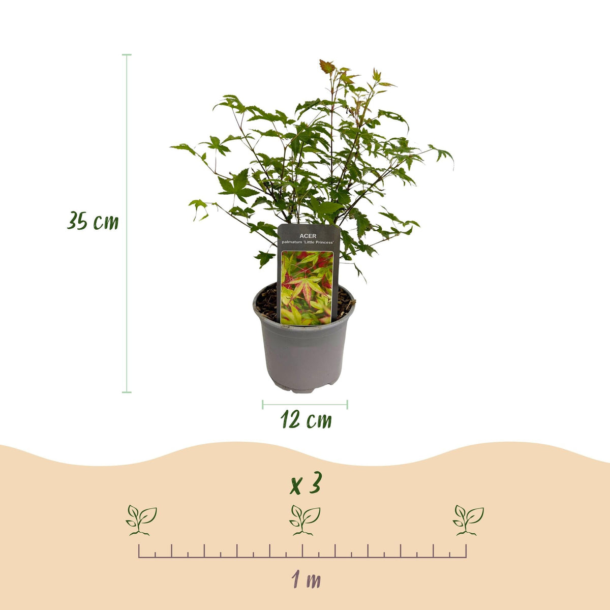 Tuinplant - Acer palmatum Little Princess - Weinig Onderhoud - Forestbloom