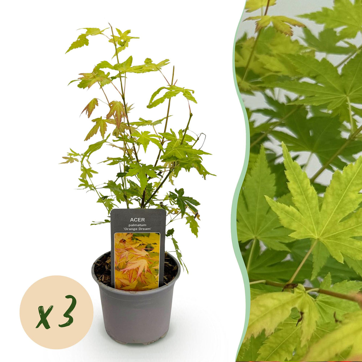 Tuinplant - Acer palmatum Orange Dream - 3 Planten - Weinig Onderhoud - Forestbloom