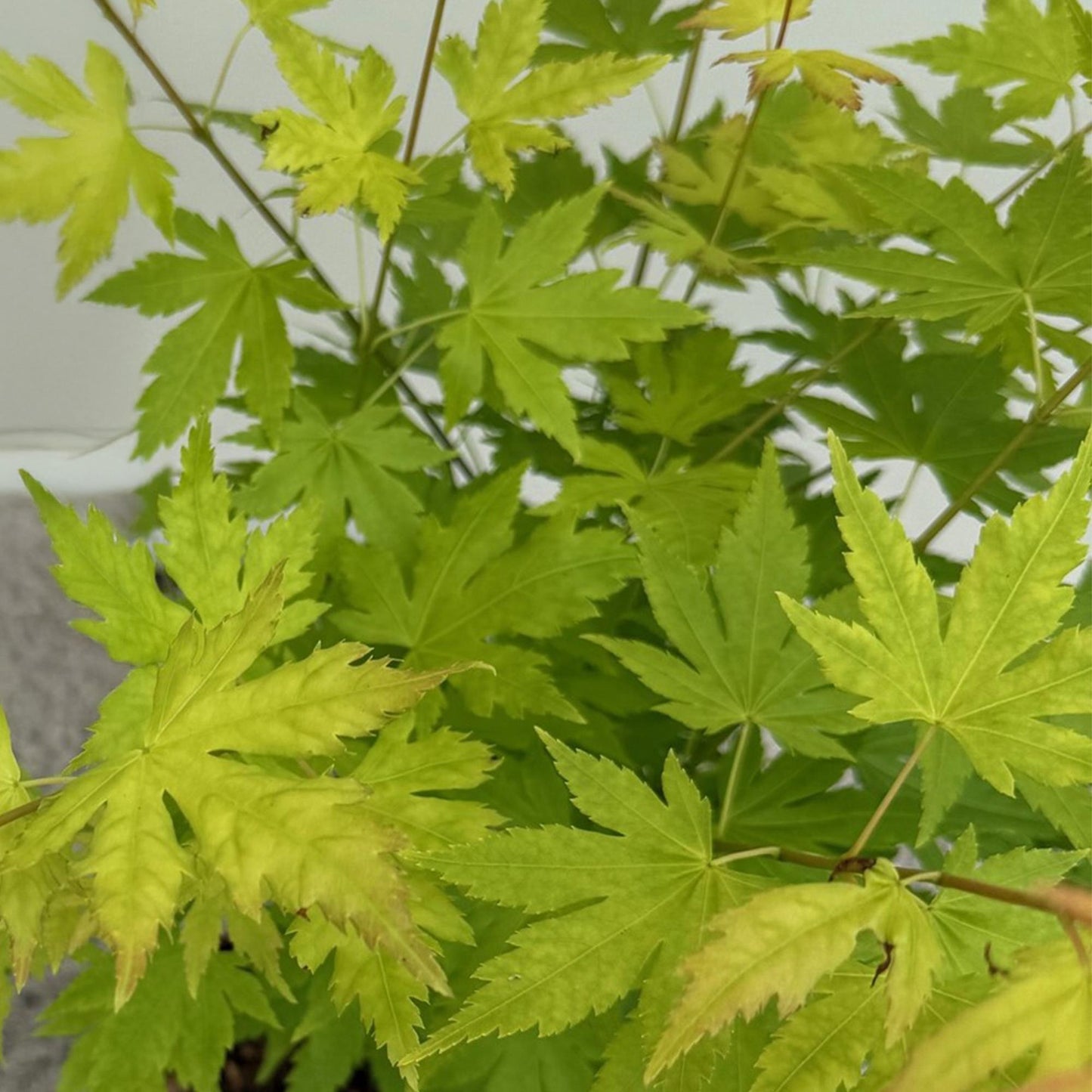 Tuinplant - Acer palmatum Orange Dream - 3 Planten - Weinig Onderhoud - Forestbloom