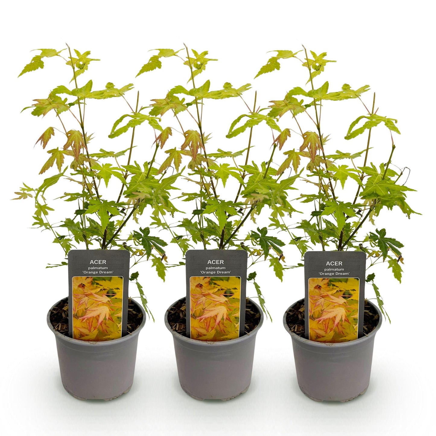 Tuinplant - Acer palmatum Orange Dream - 3 Planten - Weinig Onderhoud - Forestbloom