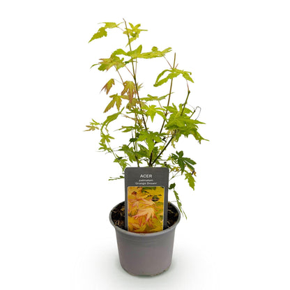 Tuinplant - Acer palmatum Orange Dream - Weinig Onderhoud - Forestbloom
