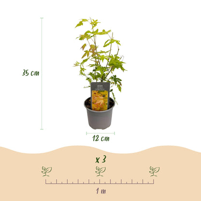 Tuinplant - Acer palmatum Orange Dream - Weinig Onderhoud - Forestbloom
