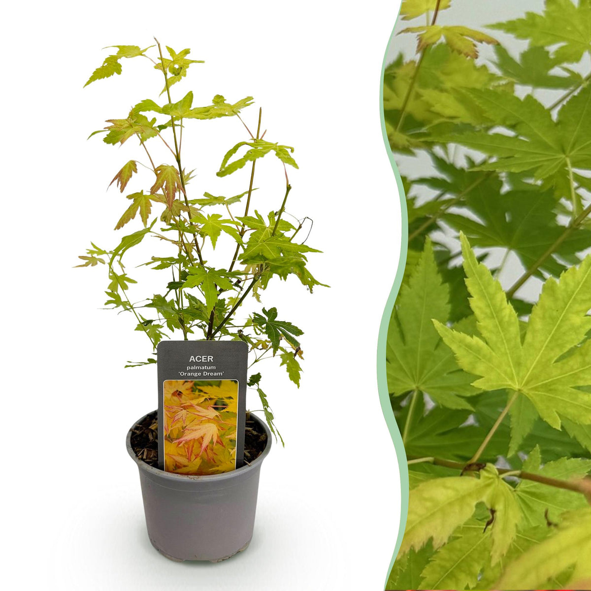 Tuinplant - Acer palmatum Orange Dream - Weinig Onderhoud - Forestbloom