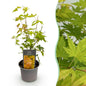 Tuinplant - Acer palmatum Orange Dream - Weinig Onderhoud - Forestbloom