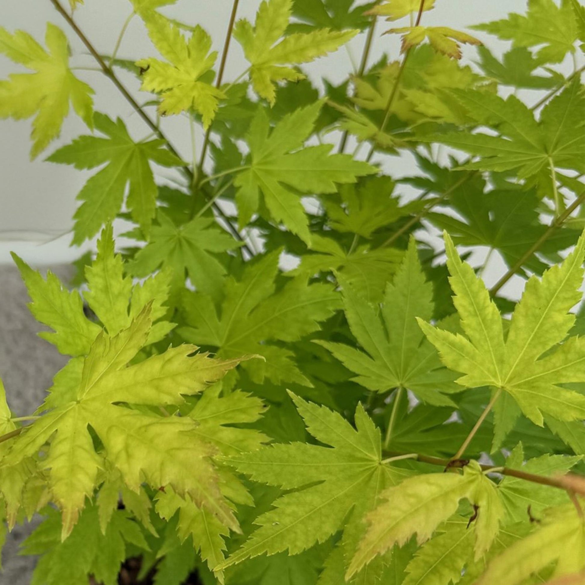 Tuinplant - Acer palmatum Orange Dream - Weinig Onderhoud - Forestbloom