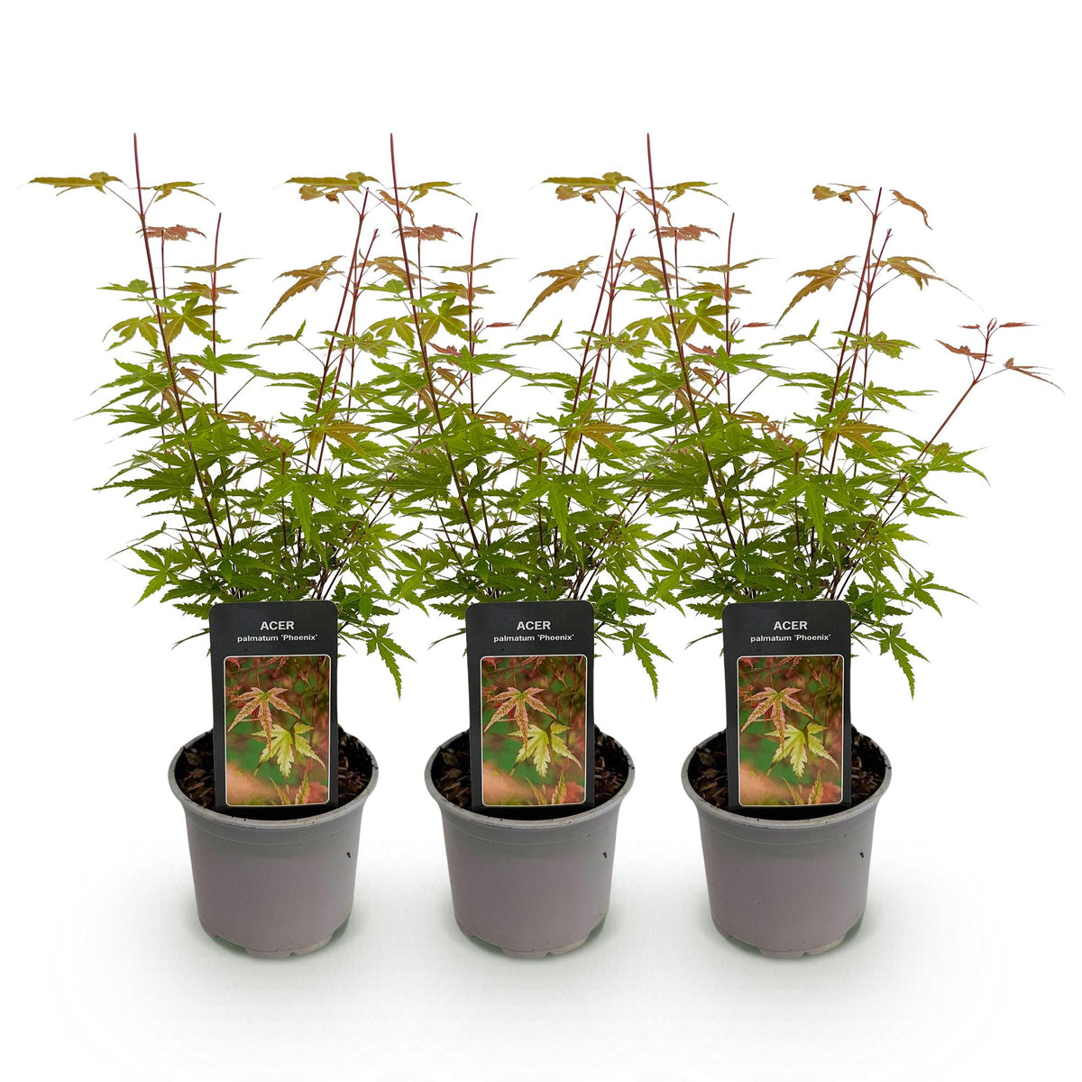 Tuinplant - Acer palmatum Phoenix - 3 Planten - Weinig Onderhoud - Forestbloom