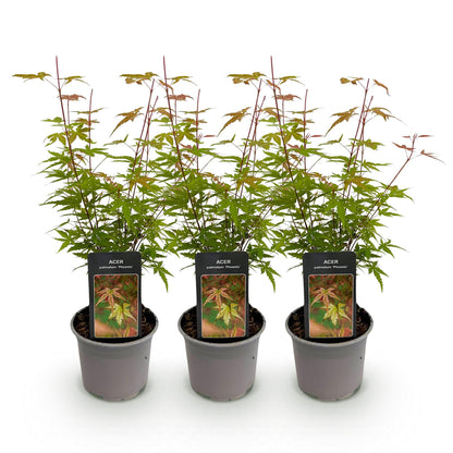 Tuinplant - Acer palmatum Phoenix - 3 Planten - Weinig Onderhoud - Forestbloom