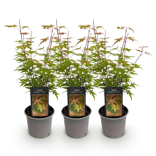 Tuinplant - Acer palmatum Phoenix - 3 Planten - Weinig Onderhoud - Forestbloom