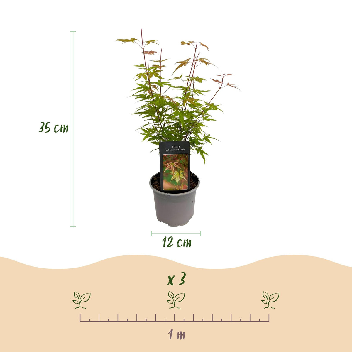 Tuinplant - Acer palmatum Phoenix - 3 Planten - Weinig Onderhoud - Forestbloom