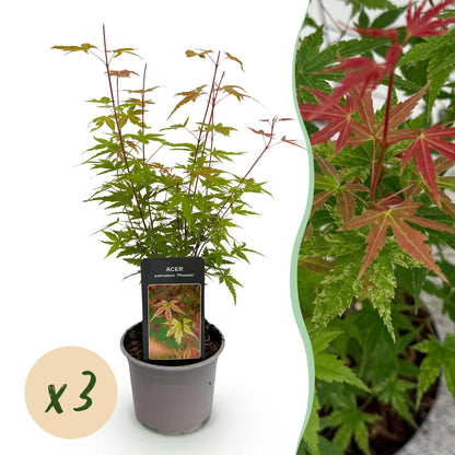 Tuinplant - Acer palmatum Phoenix - 3 Planten - Weinig Onderhoud - Forestbloom