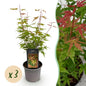 Tuinplant - Acer palmatum Phoenix - 3 Planten - Weinig Onderhoud - Forestbloom