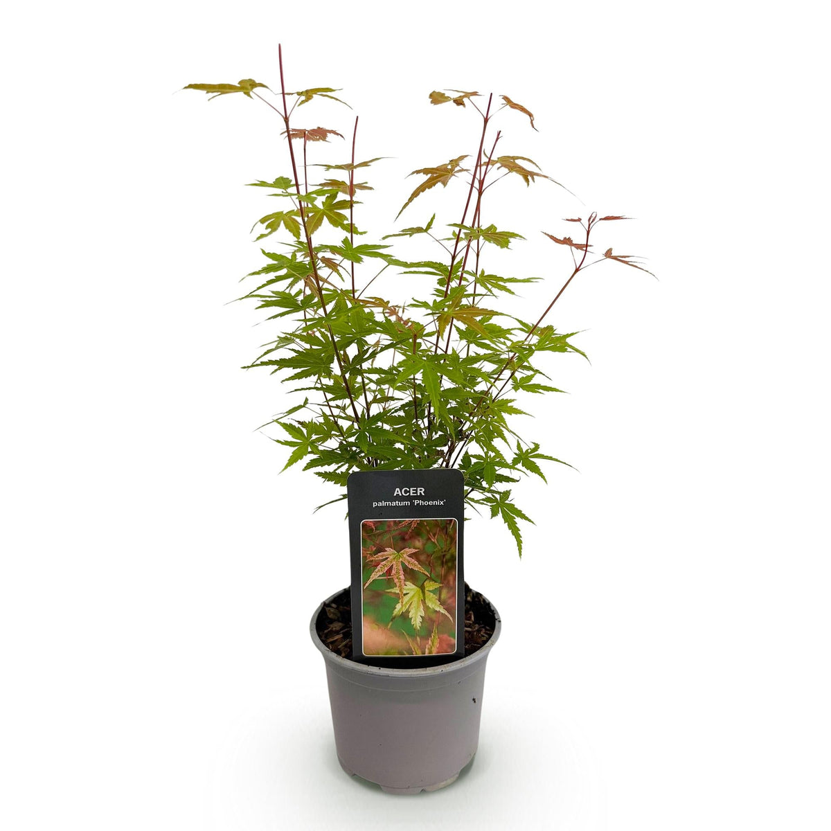 Tuinplant - Acer palmatum Phoenix - Weinig Onderhoud - Forestbloom