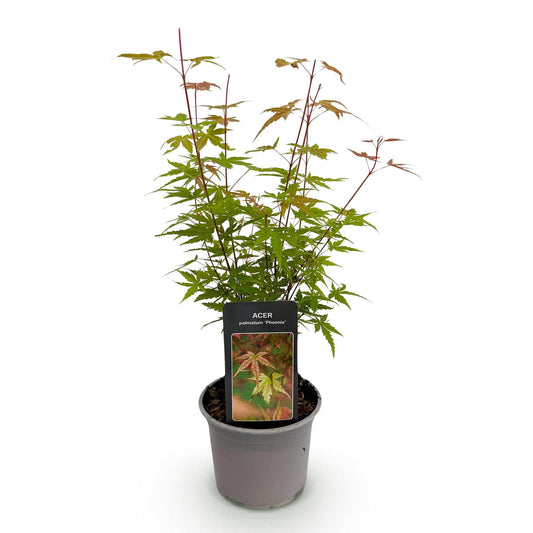 Tuinplant - Acer palmatum Phoenix - Weinig Onderhoud - Forestbloom