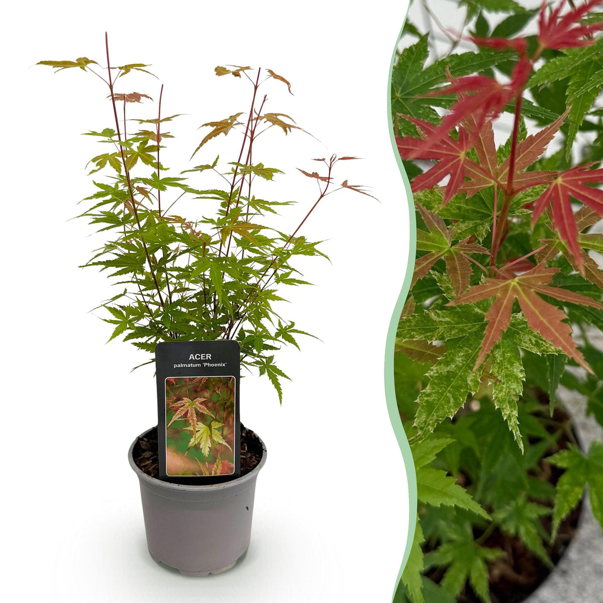 Tuinplant - Acer palmatum Phoenix - Weinig Onderhoud - Forestbloom