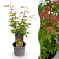 Tuinplant - Acer palmatum Phoenix - Weinig Onderhoud - Forestbloom
