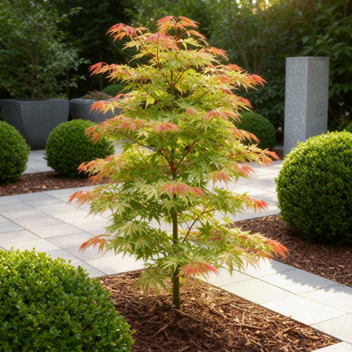 Tuinplant - Acer palmatum Phoenix - Weinig Onderhoud - Forestbloom
