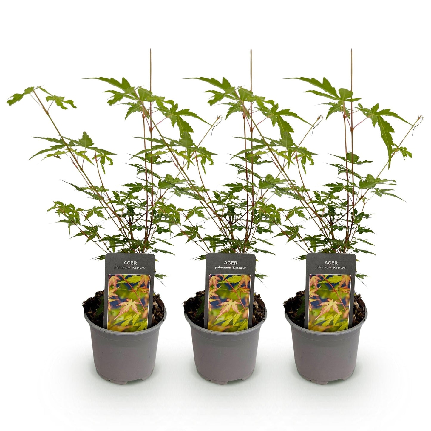 Tuinplant - Acer palmatum Sangokaku - 3 Planten - Weing Onderhoud - Forestbloom