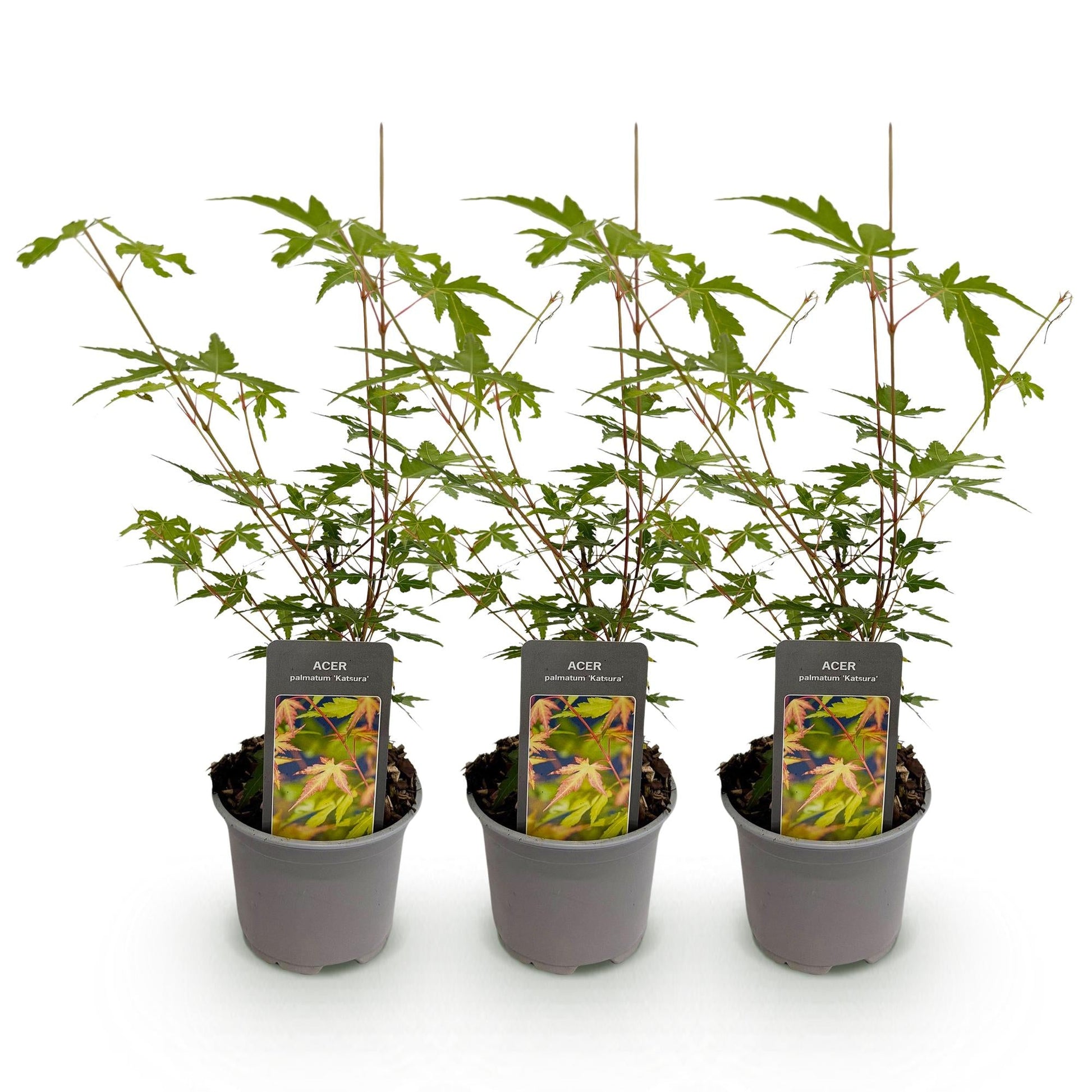 Tuinplant - Acer palmatum Sangokaku - 3 Planten - Weing Onderhoud - Forestbloom