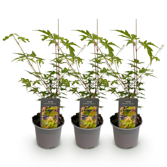 Tuinplant - Acer palmatum Sangokaku - 3 Planten - Weing Onderhoud - Forestbloom