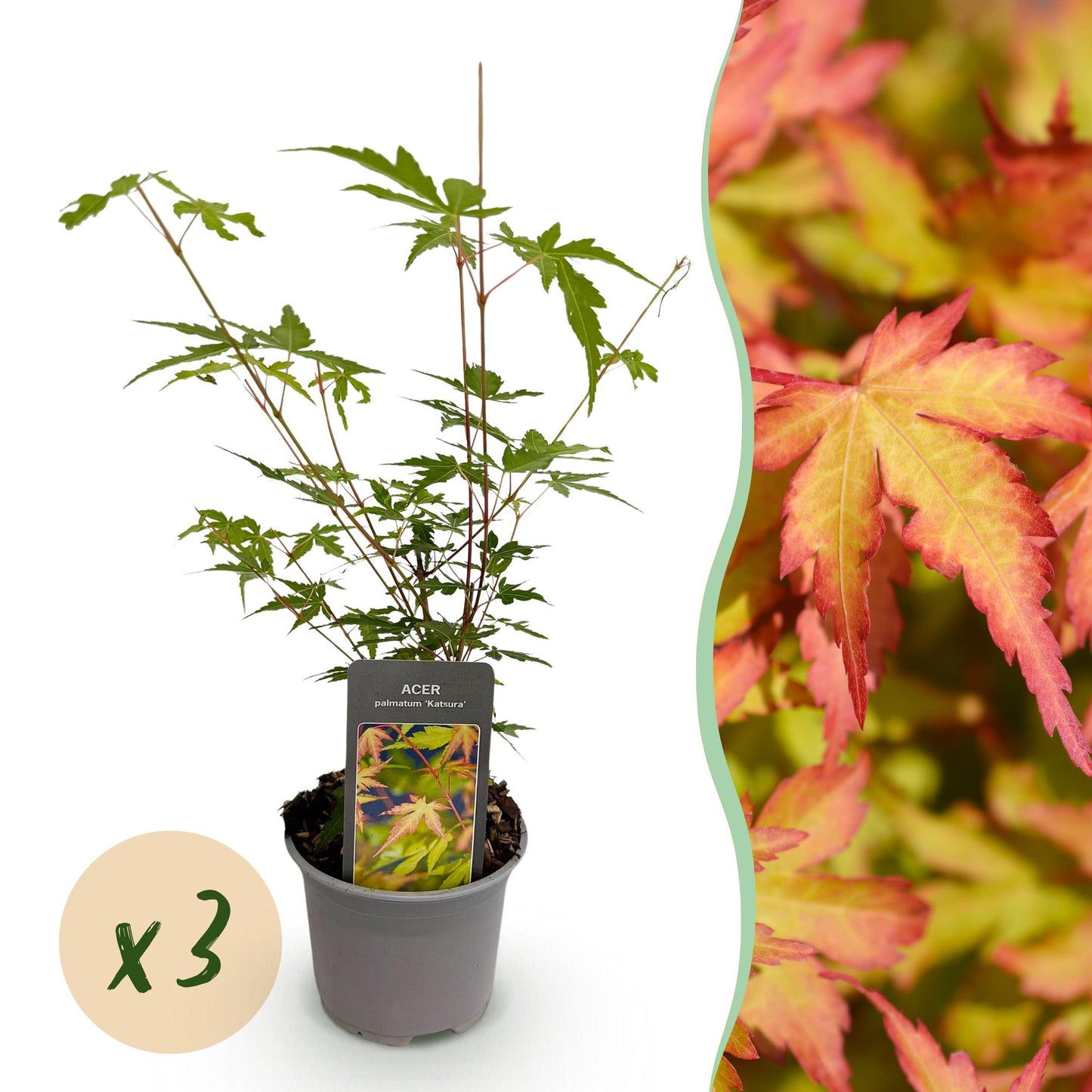 Tuinplant - Acer palmatum Sangokaku - 3 Planten - Weing Onderhoud - Forestbloom